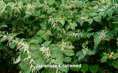 Should Japanese Knotweed Be a Concern for Homebuyers?